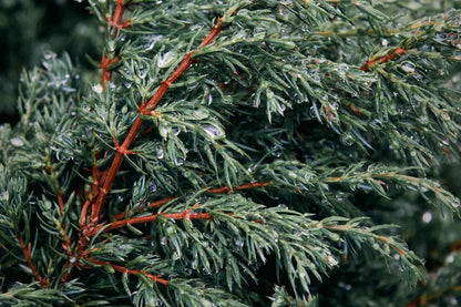 Cedar of Lebanon